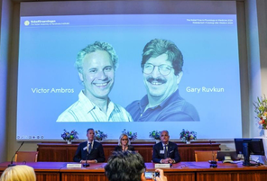 兩名科學家獲2024年諾貝爾生理學或醫學獎